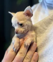 Little Prince, a male Xoloitzcuintli and Chihuahua for sale in Benton, PA – Photo 6 of 10