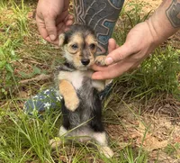 Bingo, a male Chihuahua and Chinese Crested for sale in Camden, AR – 8 of 9