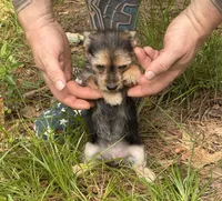 Bingo, a male Chihuahua and Chinese Crested for sale in Camden, AR – 3 of 9
