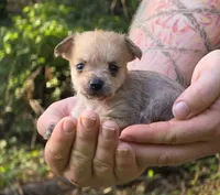 Chewbacca, a male Chihuahua and Chinese Crested for sale in Camden, AR – 6 of 9