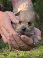 Chewbacca, a male Chihuahua and Chinese Crested for sale in Camden, AR – 9 of 9