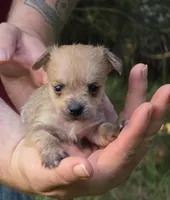 Chewbacca, a male Chihuahua and Chinese Crested for sale in Camden, AR – 3 of 9
