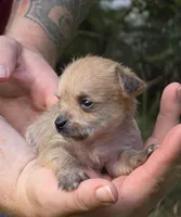 Chewbacca, a male Chihuahua and Chinese Crested for sale in Camden, AR – 5 of 9