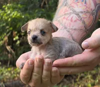 Chewbacca, a male Chihuahua and Chinese Crested for sale in Camden, AR – 1 of 9