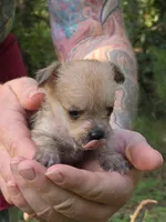 Chewbacca, a male Chihuahua and Chinese Crested for sale in Camden, AR – 8 of 9