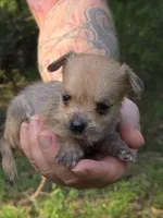Chewbacca, a male Chihuahua and Chinese Crested for sale in Camden, AR – 7 of 9