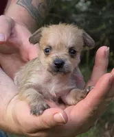 Chewbacca, a male Chihuahua and Chinese Crested for sale in Camden, AR – 4 of 9