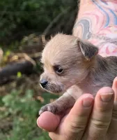 Chewbacca, a male Chihuahua and Chinese Crested for sale in Camden, AR – 2 of 9