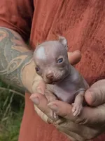 Lily of the Valley , a female Xoloitzcuintli and Chihuahua for sale in Camden, AR – 9 of 10