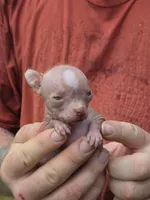Lily of the Valley , a female Xoloitzcuintli and Chihuahua for sale in Camden, AR – 10 of 10