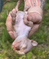 Lily of the Valley , a female Xoloitzcuintli and Chihuahua for sale in Camden, AR – 2 of 10