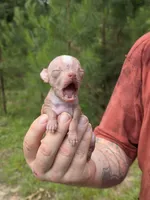 Lily of the Valley , a female Xoloitzcuintli and Chihuahua for sale in Camden, AR – 4 of 10