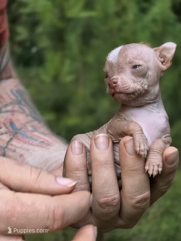 Lily of the Valley  – Xoloitzcuintli, Chihuahua puppy for sale in Camden, AR