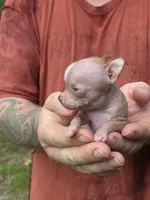 Lily of the Valley , a female Xoloitzcuintli and Chihuahua for sale in Camden, AR – 6 of 10