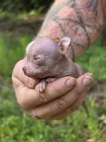 Lily of the Valley , a female Xoloitzcuintli and Chihuahua for sale in Camden, AR – 3 of 10