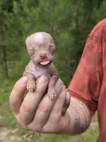 Lily of the Valley , a female Xoloitzcuintli and Chihuahua for sale in Camden, AR – 5 of 10