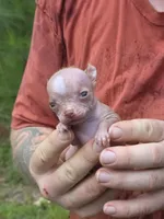 Lily of the Valley , a female Xoloitzcuintli and Chihuahua for sale in Camden, AR – 8 of 10