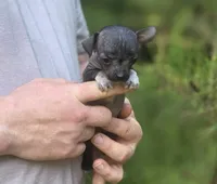 Yaretzi, a female Xoloitzcuintli and Chihuahua for sale in Camden, AR – 5 of 7