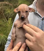 Mummytroll  , a male Xoloitzcuintli and Chihuahua for sale in Camden, AR – 3 of 10