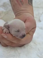 Jewels , a female Xoloitzcuintli and Chihuahua for sale in Camden, AR – 2 of 10