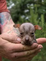 Ryoko, a female Xoloitzcuintli and Chihuahua for sale in Camden, AR – 2 of 8