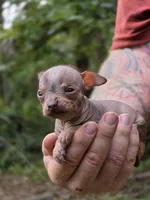 Ryoko, a female Xoloitzcuintli and Chihuahua for sale in Camden, AR – 3 of 8