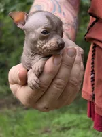 Ryoko, a female Xoloitzcuintli and Chihuahua for sale in Camden, AR – 6 of 8