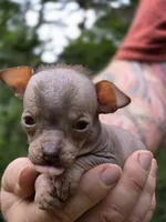 Ryoko, a female Xoloitzcuintli and Chihuahua for sale in Camden, AR – 4 of 8