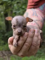 Ryoko, a female Xoloitzcuintli and Chihuahua for sale in Camden, AR – 8 of 8