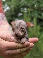 Ryoko, a female Xoloitzcuintli and Chihuahua for sale in Camden, AR – 5 of 8