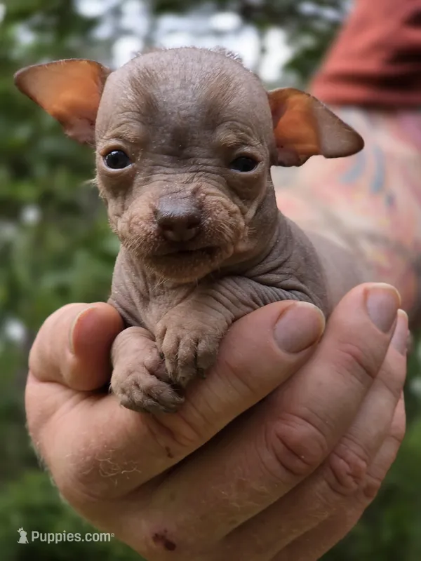Ryoko – Xoloitzcuintli, Chihuahua puppy for sale in Camden, AR