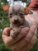 Ryoko, a female Xoloitzcuintli and Chihuahua for sale in Camden, AR – 1 of 8