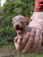 Ryoko, a female Xoloitzcuintli and Chihuahua for sale in Camden, AR – 7 of 8