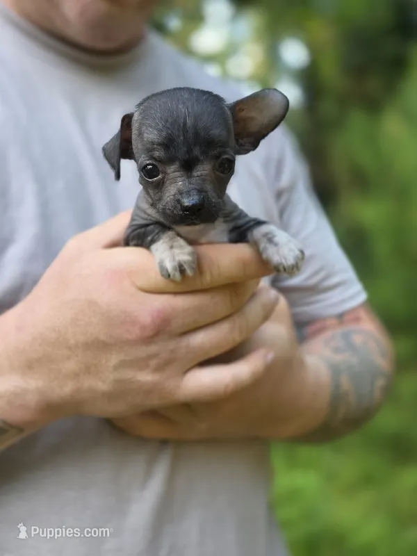 Yaretzi – Xoloitzcuintli, Chihuahua puppy for sale in Camden, AR