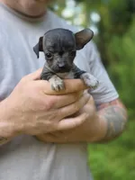Yaretzi, a female Xoloitzcuintli and Chihuahua for sale in Camden, AR – 1 of 7