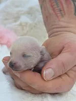 Jewels , a female Xoloitzcuintli and Chihuahua for sale in Camden, AR – 3 of 10