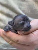Midnight, a female Xoloitzcuintli and Chihuahua for sale in Camden, AR – 6 of 10