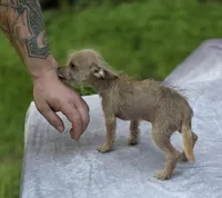 Chewbacca, a male Chihuahua and Chinese Crested for sale in Camden, AR – 3 of 10