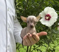 Krilin, a male Chihuahua for sale in Benton, PA – Photo 5 of 10