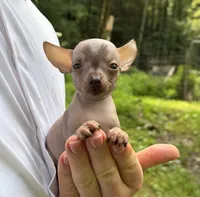 Krilin, a male Chihuahua for sale in Benton, PA – Photo 1 of 10