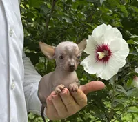 Krilin, a male Chihuahua for sale in Benton, PA – Photo 8 of 10