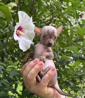 Krilin, a male Chihuahua for sale in Benton, PA – Photo 7 of 10