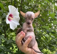 Krilin, a male Chihuahua for sale in Benton, PA – Photo 4 of 10
