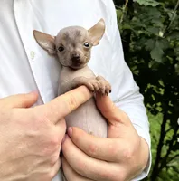 Krilin, a male Chihuahua for sale in Benton, PA – Photo 3 of 10