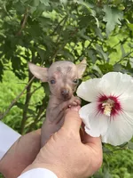 Krilin, a male Chihuahua for sale in Benton, PA – Photo 9 of 10