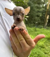 Krilin, a male Chihuahua for sale in Benton, PA – Photo 10 of 10