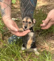 Bingo, a male Chihuahua and Chinese Crested for sale in Camden, AR – 7 of 9