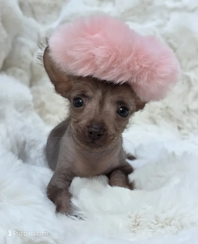 Diva – Xoloitzcuintli, Chihuahua puppy for sale in Camden, AR