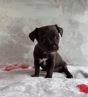 Hershey Jr, a male Chihuahua for sale in Benton, PA – Photo 3 of 5