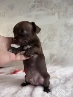 Hershey Jr, a male Chihuahua for sale in Benton, PA – Photo 4 of 5